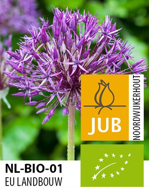 BIO Allium Purple Rain